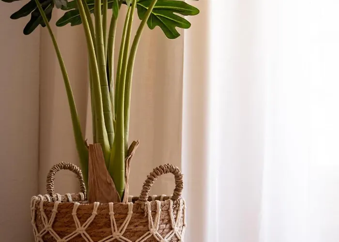 Hola Amigo's Playa Locos *